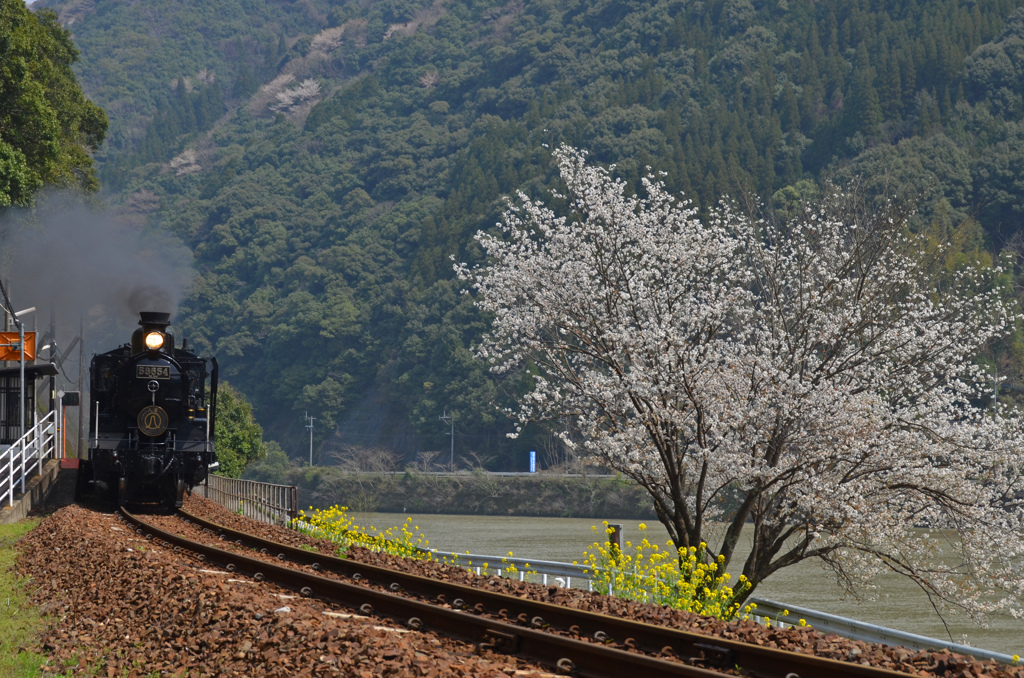 満開の桜の横を