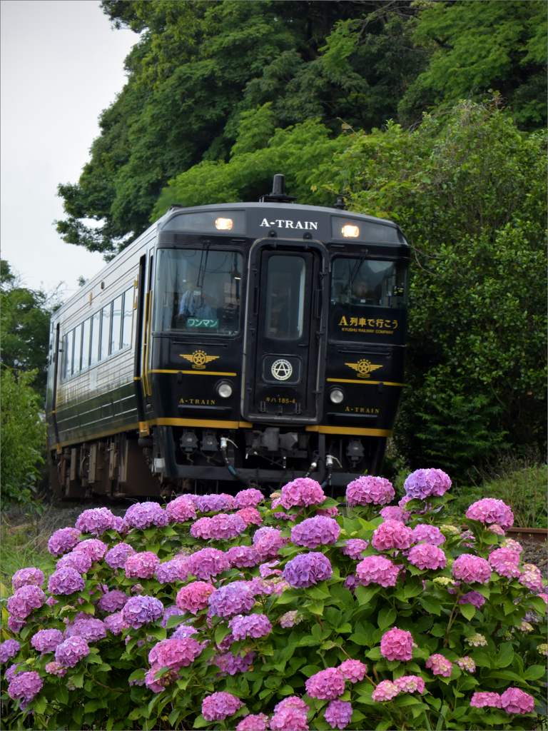 紫陽花とＴＲＡＩＮ　 2