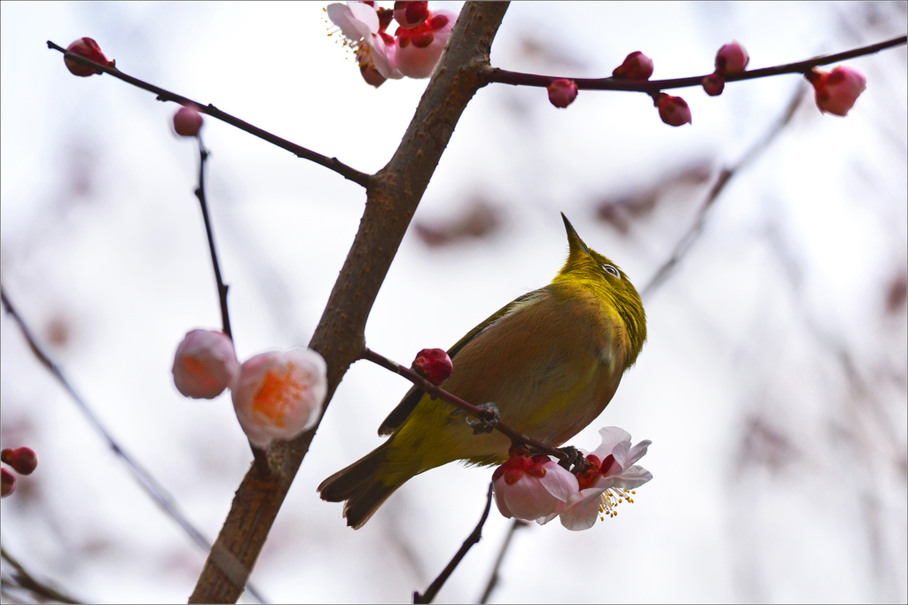 梅の花咲く頃　4