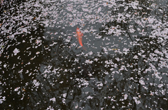 散花　2