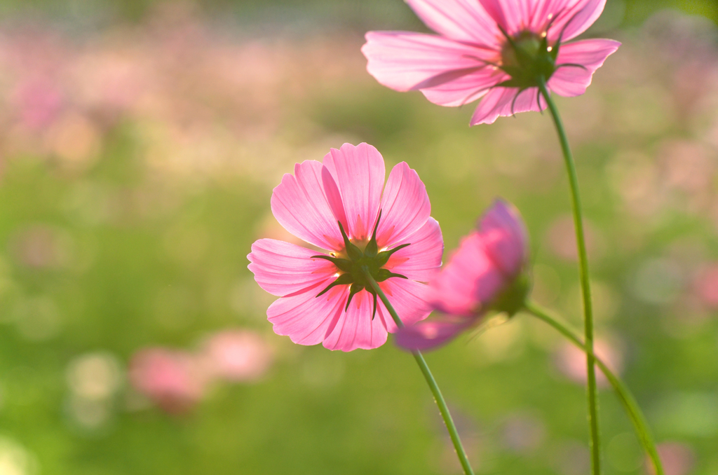 秋桜の園　1　　