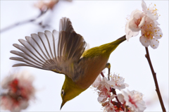 梅の花咲く頃　5