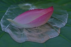 波紋