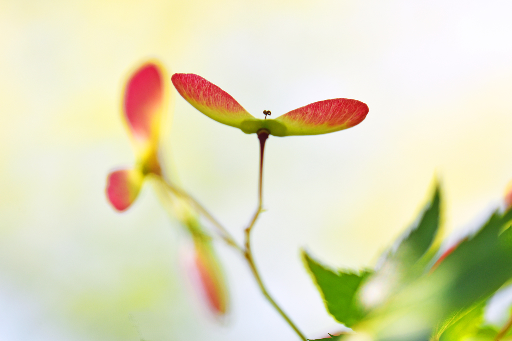 ちいさなもみじの花　2