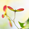 ちいさなもみじの花　2