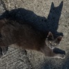 足音に　見上げる猫の　ながい影