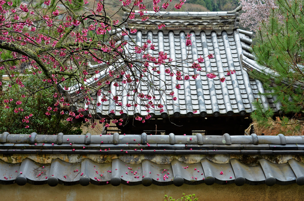 城下町竹田の花めぐり　４