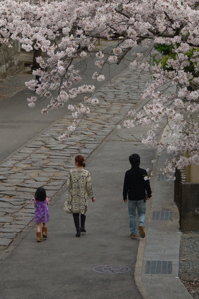桜道