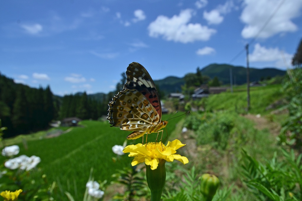 夏の日１