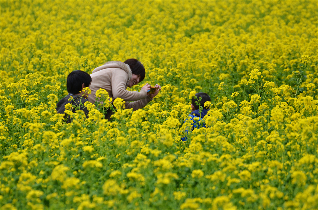 菜の花に誘われて　2