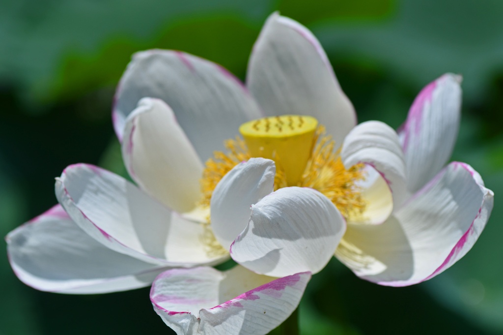 蓮の花５
