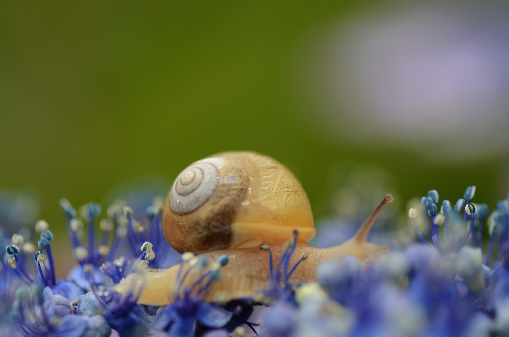 パープルの花園