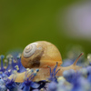 その他の陸の生物