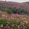 コスモスの花園