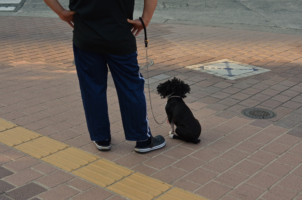 散歩するアフロ犬