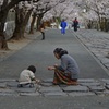 桜花の下で