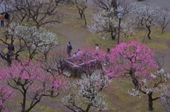 梅の花咲く頃