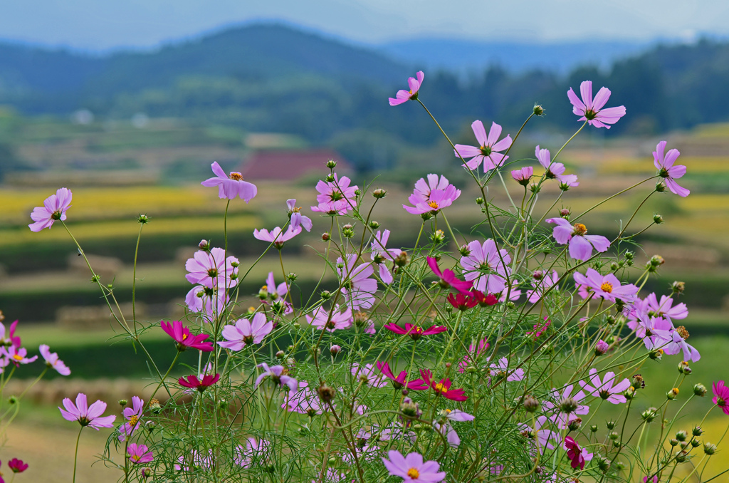 里山の秋３
