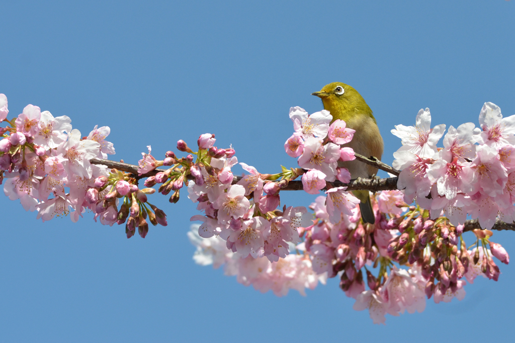 花に囲まれて