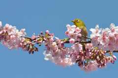 花に囲まれて