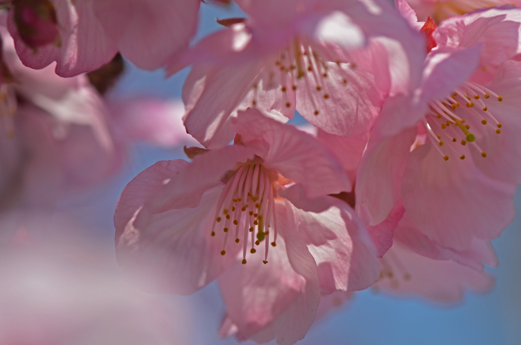 満開の河津桜