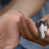 小さな手の中の可愛いマウス