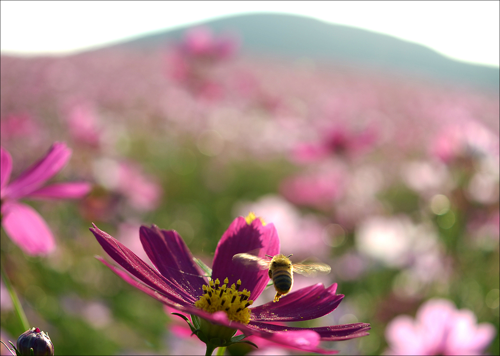 花から花へ