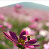 花から花へ