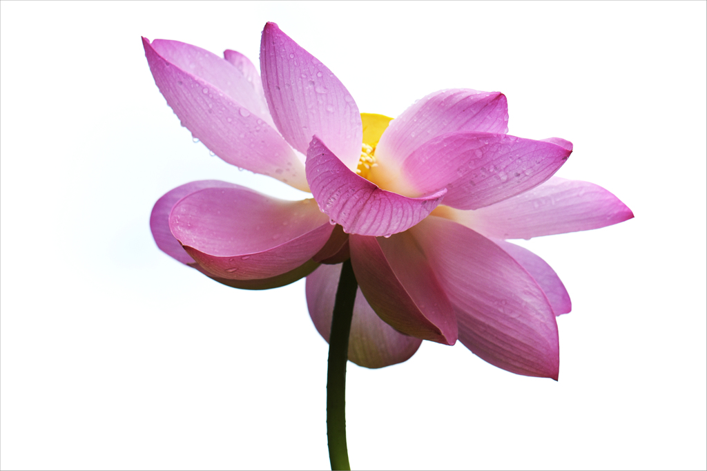 蓮の花咲く頃　5