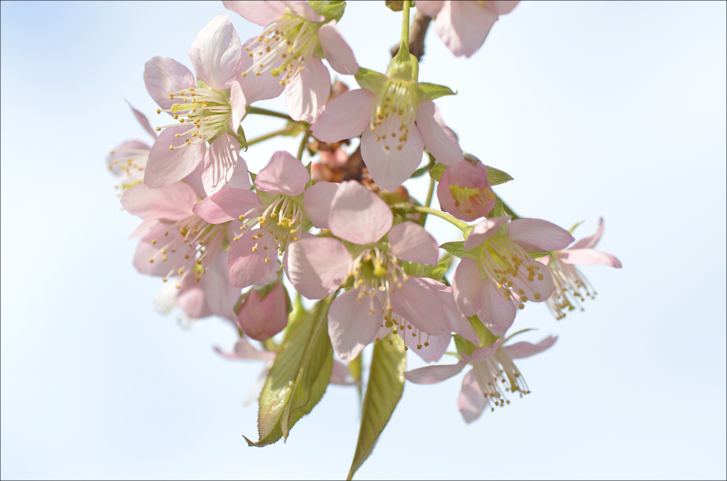 真冬の桜