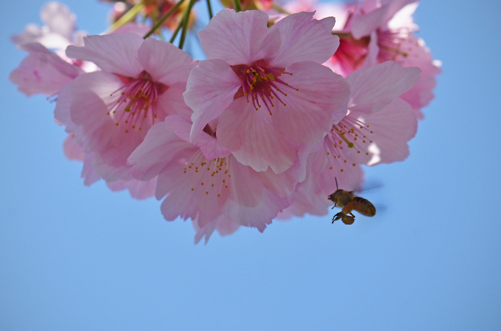 花に魅せられて　