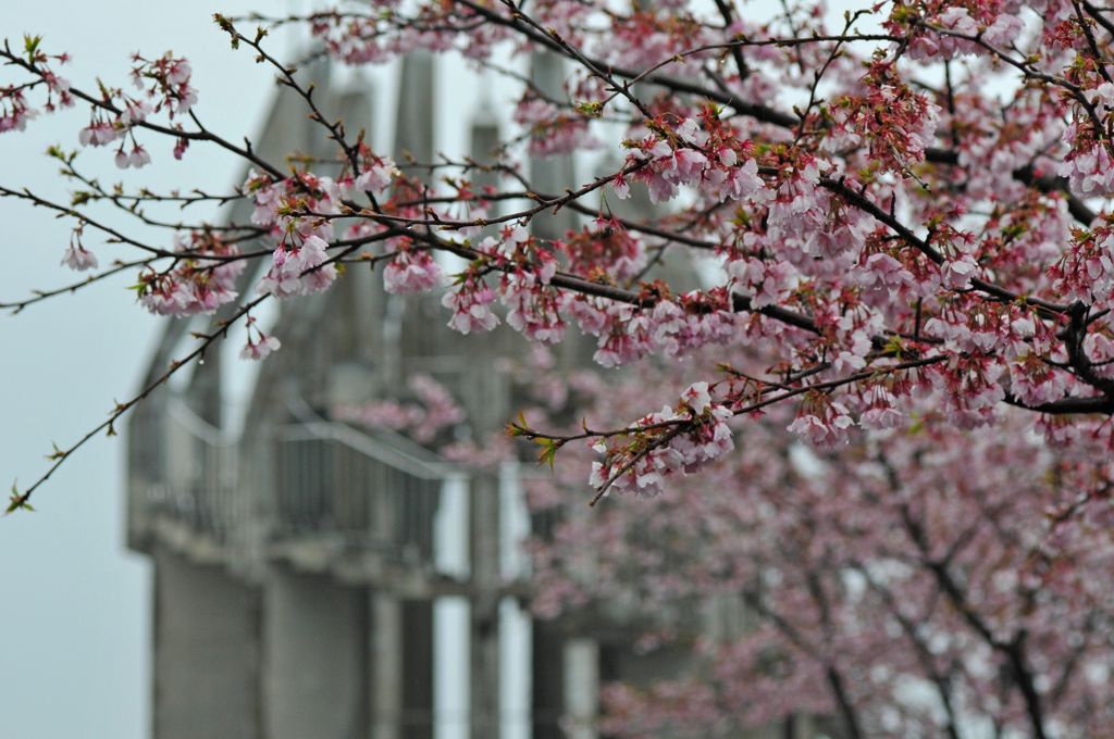 岬を彩る河津桜