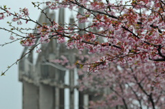 岬を彩る河津桜