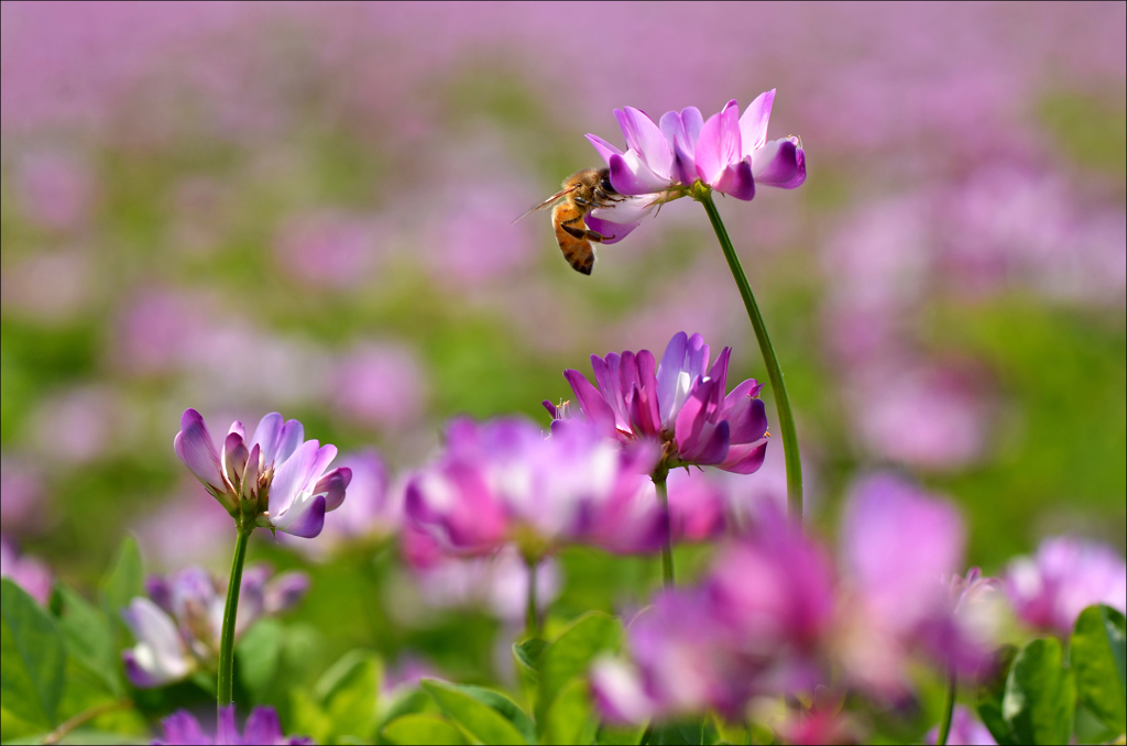 蓮華草の花園