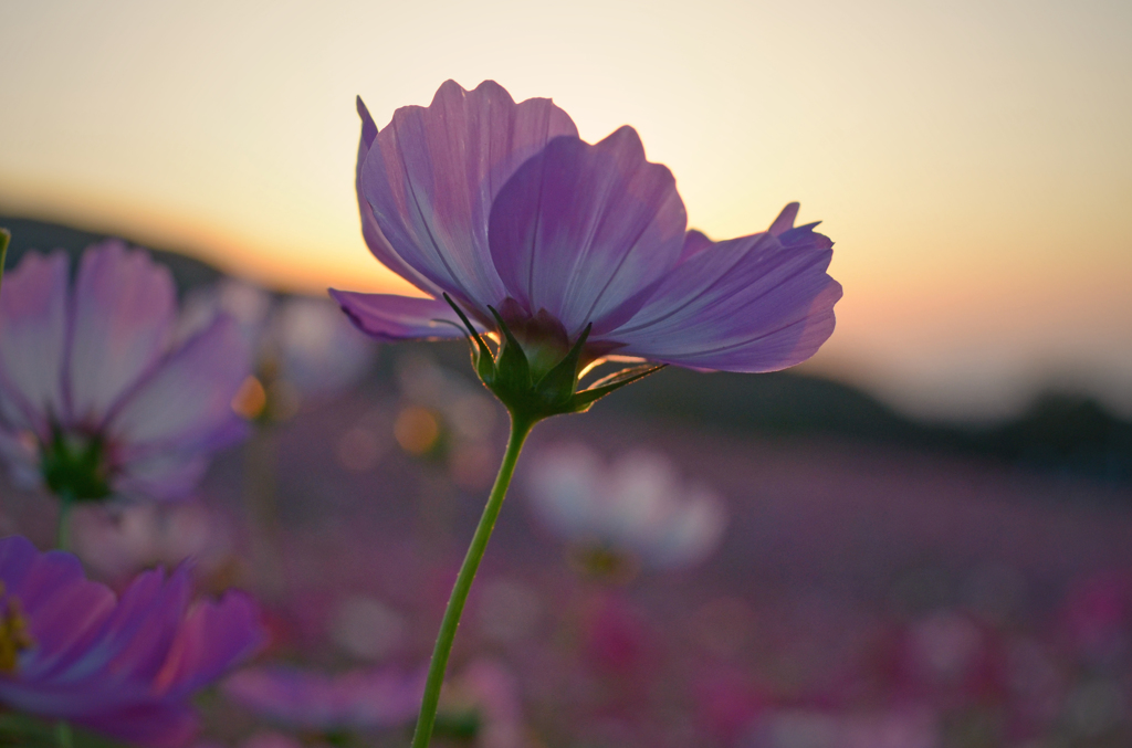 夕日と秋桜
