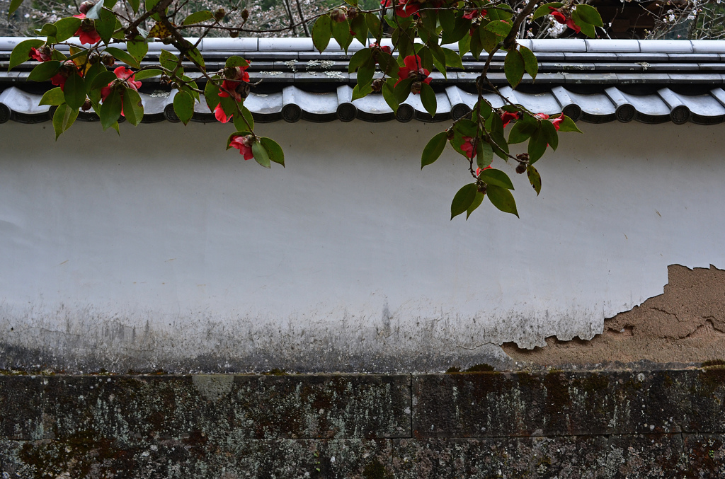 城下町竹田の花めぐり　2