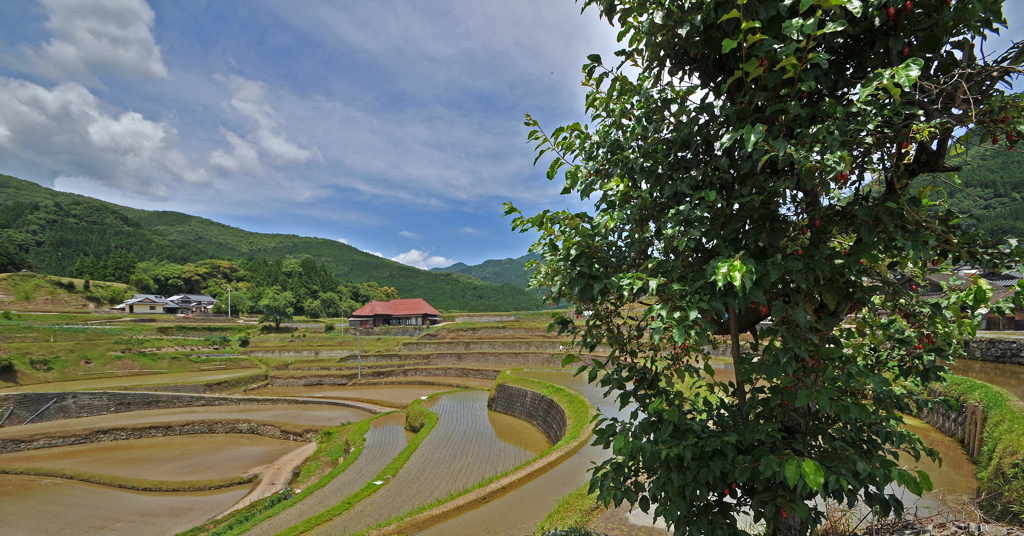 田植えの頃