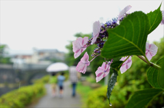 花しょうぶ園は雨でした　1