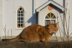 ひだまりの猫