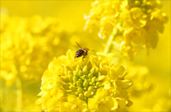 菜の花に誘われて　2