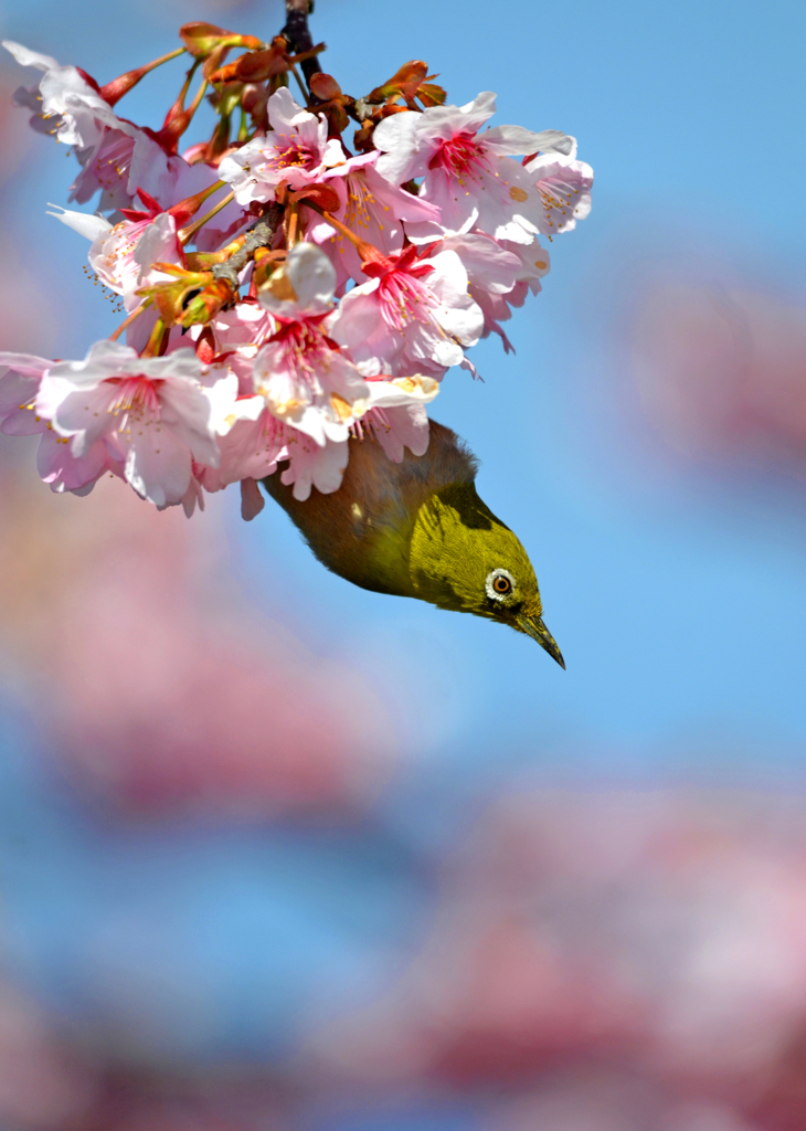 メジロと河津桜　