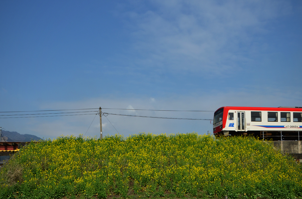 菜の花列車