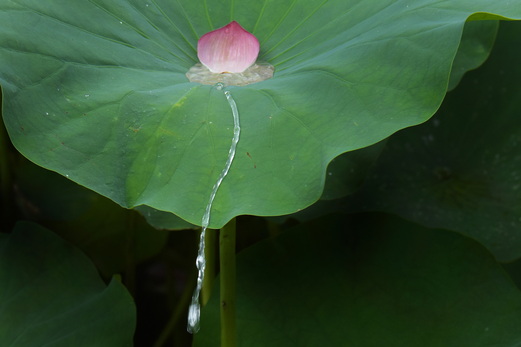 蓮の花咲く頃　6