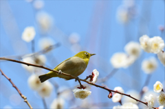 メジロと梅の花　2