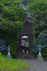 雨の紫陽花寺