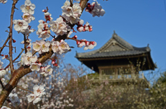 梅の花咲く頃