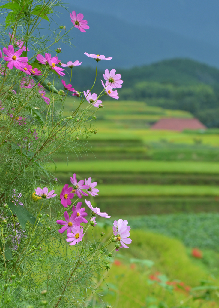 秋桜の咲く頃　2