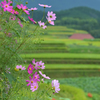 秋桜の咲く頃　2