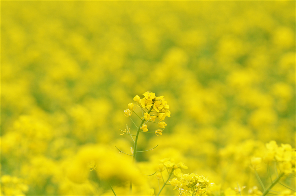 菜の花に誘われて 　1