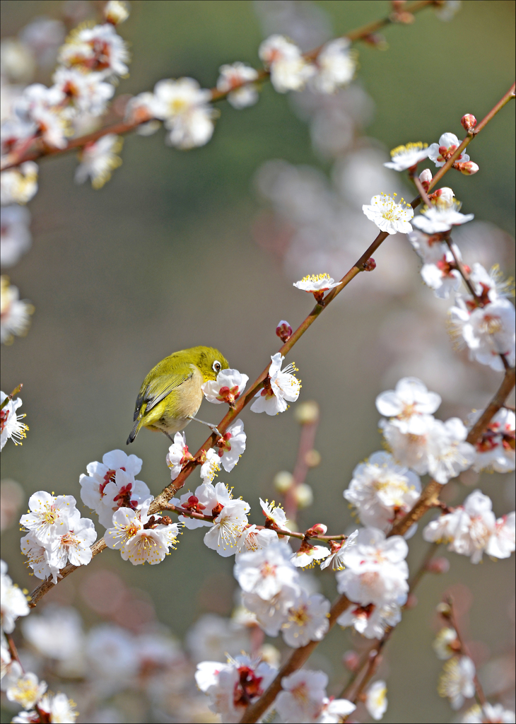 梅の花咲く頃　2